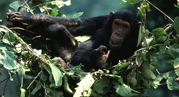 Záhada šimpanzí postele