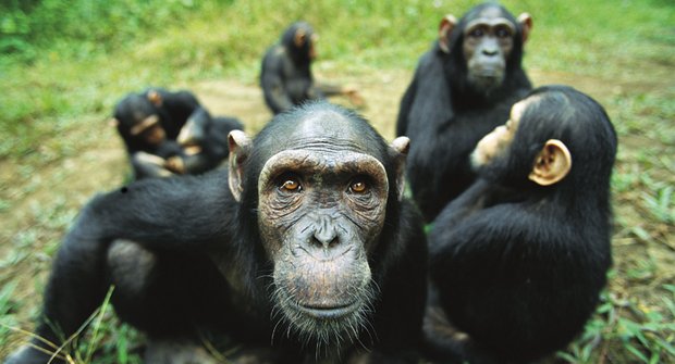 Válka šimpanzů s gorilami: Jak šimpanzi poprvé zabili gorily