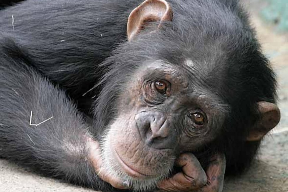 Šimpanzi si každou noc tvoří postele nové, tudíž je mají vždy čisté