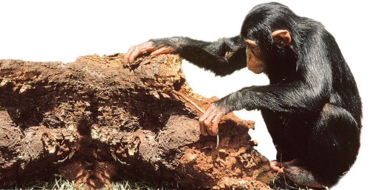 Výrobě nástroje se mladí šimpanzi učí od svých matek