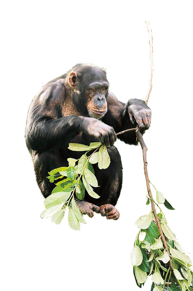 K lovu mravenců má šimpanz připravené dva různě silné pruty