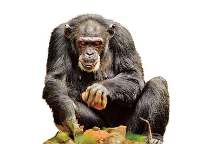S jemnými nástroji zacházejí šimpanzi překvapivě citlivě