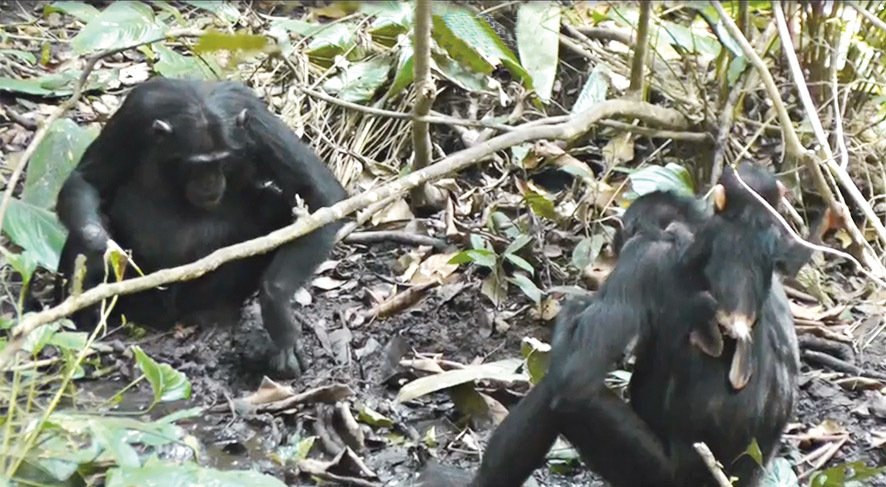 Velikost vyhrabané studánky stačí tak akorát na to, aby se z ní pohodlně napil jeden šimpanz