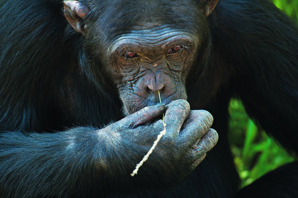 Šimpanz si ke šťourání v nose vyrobil nástroj, dosáhne jím dál než prstem