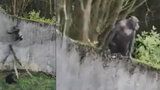 Vychytralí šimpanzi utekli ze zoo. Návštěvníky pořádně vyděsili