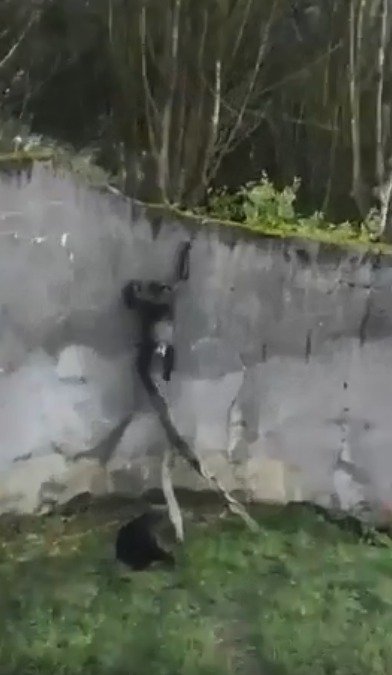 Šimpanzi utekli v zoo z výběhu.
