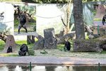 Tlupa šimpanzů učenlivých v plzeňské zoo má nově upravený výběh za sedm milionů korun.
