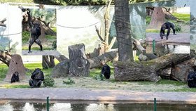 Zavěšená lana, prolézačky z kmenů: Šimpanzi si v Plzni užívají v novém