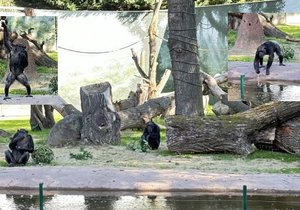 Tlupa šimpanzů učenlivých v plzeňské zoo má nově upravený výběh za sedm milionů korun.