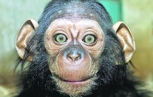 Šimpanzí novoroční samička v Zoo Plzeň: Z Caily je mlsná akrobatka