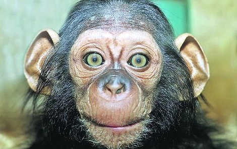 Šimpanzí novoroční samička v ZOO Plzeň. 