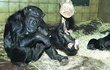 Šimpanzí novoroční samička v ZOO Plzeň. 