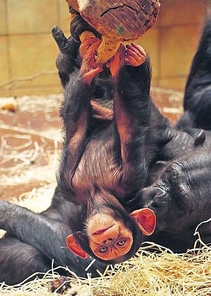 Šimpanzí novoroční samička v ZOO Plzeň. 