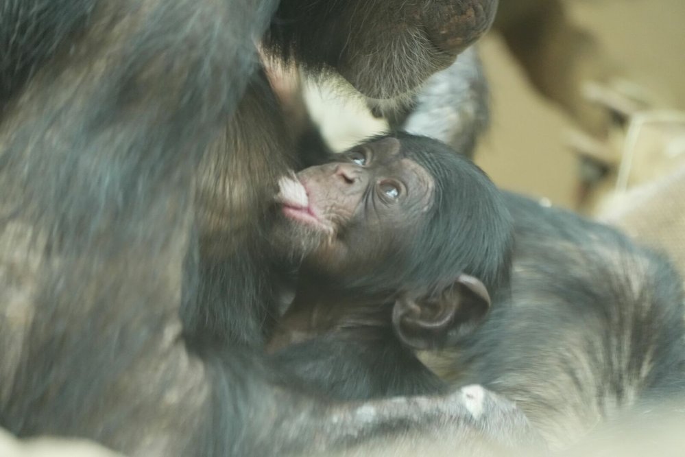 Mládě šimpanze hornoguinejského je cenným přírůstkem celosvětové populace