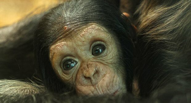 Šimpi mimi! Ťuťu foto mláďat z Ostravy i Plzně: Ale není šimpanz jako šimpanz!