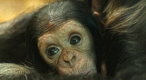 Šimpi mimi! Ťuťu foto mláďat z Ostravy i Plzně: Ale není šimpanz jako šimpanz!