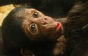 Malý sameček vzácného poddruhu šimpanze čego