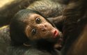 Malý sameček šimpanze čego je čtvrtým jedincem tohoto poddruhu v Zoo Plzeň
