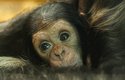 Šimpanzí sameček poddruhu čego je geneticky velmi vzácný