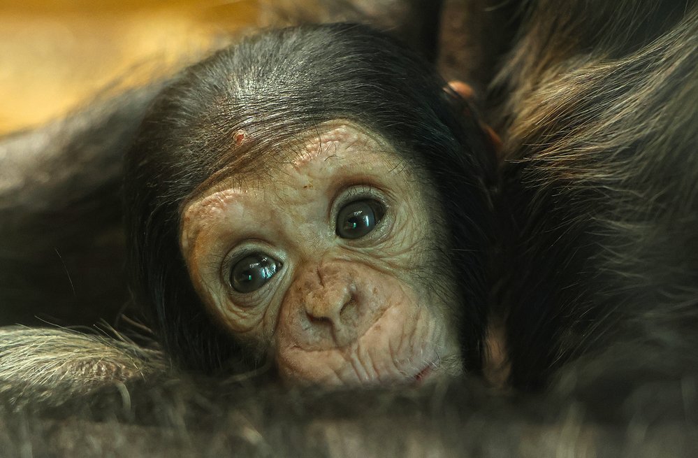 Šimpanzí sameček poddruhu čego je geneticky velmi vzácný