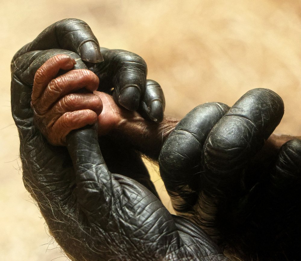 Šimpanzi jsou naši nejbližší příbuzní, což prozrazují i jejich šikovné ruce