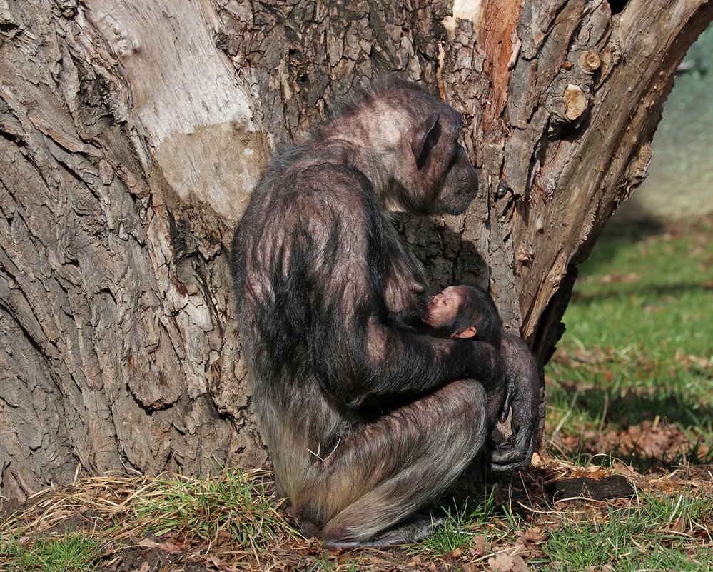 Šimpanzice čego Maria se svým mládětem - představuje pro něj teplo, bezpečí a potravu
