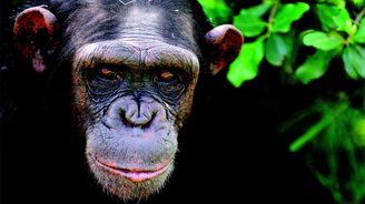 Keňská záchranná stanice Sweetwaters: Domov šimpanzů, ve kterém se zotavují ze svých zážitků s lidskou krutostí