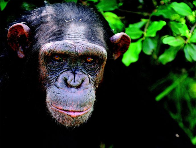 Keňská záchranná stanice Sweetwaters: Domov šimpanzů, ve kterém se zotavují ze svých zážitků s lidskou krutostí