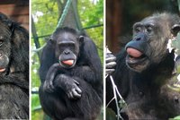 Hodonín smutní: Šimpanzice Zuzana, nejstarší obyvatelka zoo, uhynula