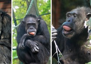 V Hodoníně uhynula šimpanzice Zuzana.