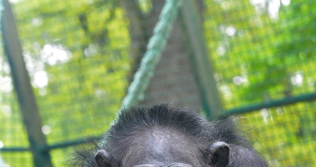 Uhynula hodonínská šimpanzice Zuzana (51).