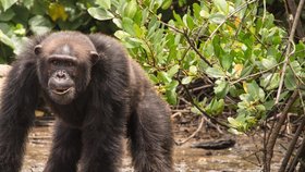 Šimpanzi na opičím ostrově v Liberii. Jsou velcí, agresivní a pocházejí z laboratoře.