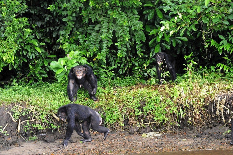 Šimpanzi na opičím ostrově v Liberii. Jsou velcí, agresivní a pocházejí z laboratoře.