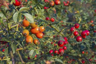 Šípky: Jak je sbírat a používat, na co pomáhají Šípky: Jak je sbírat a používat, na co pomáhají