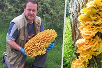 Václav našel u Litomyšle 11kilovou houbu: Mega úlovek lidi šokoval