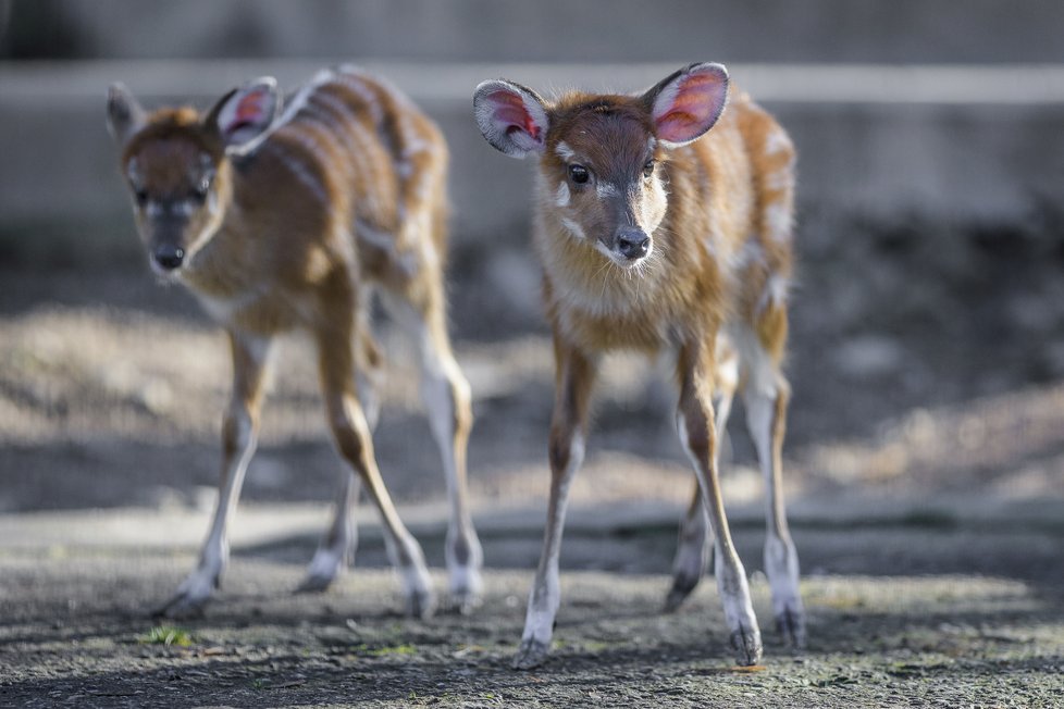 Sitatunga západoafrická