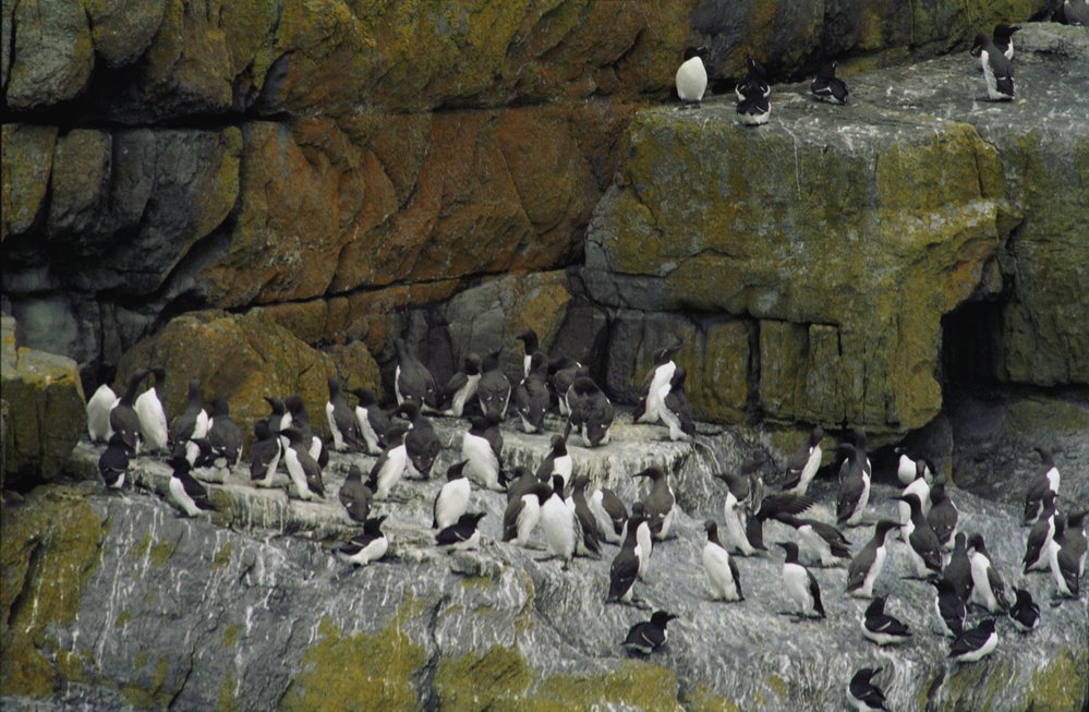 Ptačí kolonie na ostrově Skellig Michael