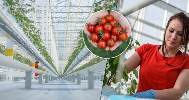 Supermoderní skleník na Moravě: 40 tisíc sazenic rajčat už klíčí: Domácí cherry budou na přelomu roku