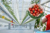Supermoderní skleník na Moravě: 40 tisíc sazenic rajčat už klíčí: Domácí cherry budou na přelomu roku