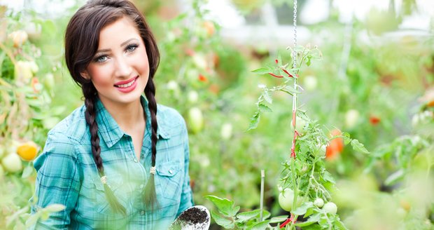 Díky skleníku budete sklízet voňavá domácí rajčata už brzy.