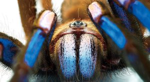 Elektrický sklípkan: Modrý Pavouk číhá v dutých stromech