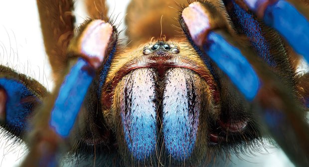 Elektrický sklípkan: Modrý Pavouk číhá v dutých stromech