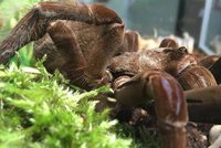 Osminozí chlupáči v pražské zoo: Výstava sklípkanů představí i dosud nepojmenované druhy