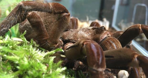 Zoo Praha o víkendu představí novou výstavu sklípkanů.