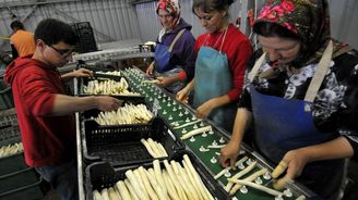 Na Mělnicku pěstují chřest ve velkém, většina jde do Německa