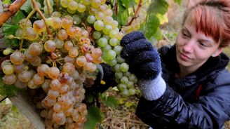 Vinařům scházejí zahraniční sezónní sběrači. Robotizace pomůže jen částečně