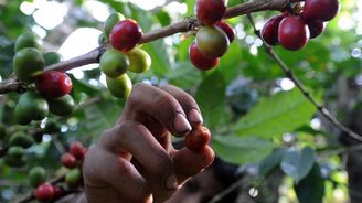 V Peru reznou kávovníky. Produkce klesne o třetinu a cena letí vzhůru