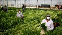 Sklizeň zeleniny v Itálii v době koronavirové pandemie