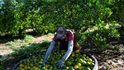 Na zahraničních pracovnících závisí zemědělství v Evropě i USA: na snímku sklizeň ovoce na Floridě