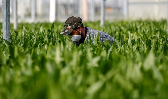 Akcie China Green Agriculture od počátku roku do současnosti vévodí letošním zhodnocení.